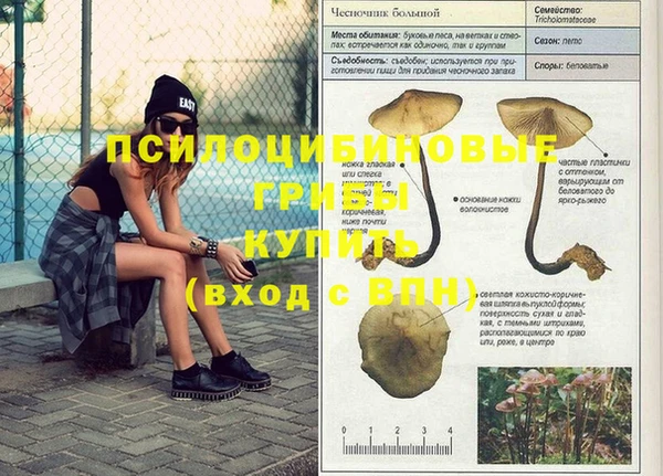 сатива Каменногорск