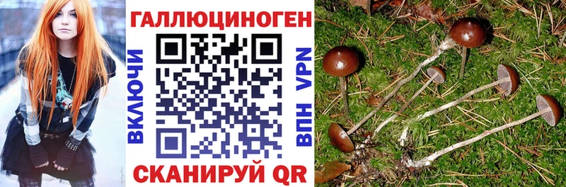 Галлюциногенные грибы Cubensis  Купить закладки  Грайворон 